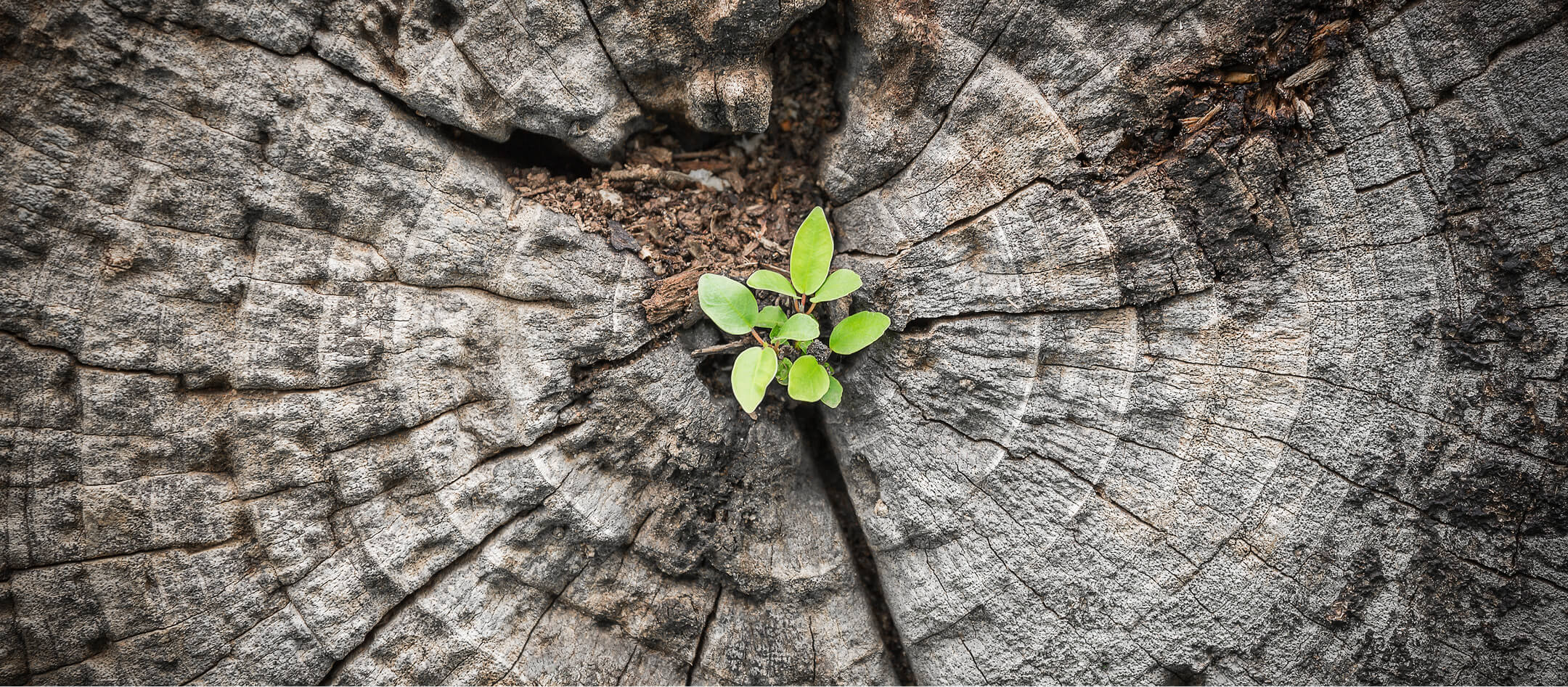 business-plan-erstellung-unternehmensstrategie-unternehmensentwicklung